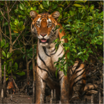 Wildlife Wonders