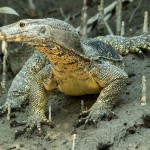 Life in Scales