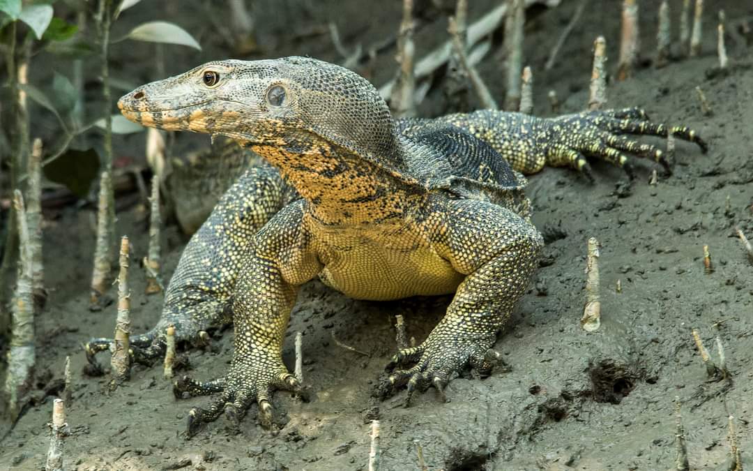 Life in Scales