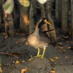 Feathered Treasures