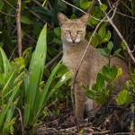 Jungle Whispers