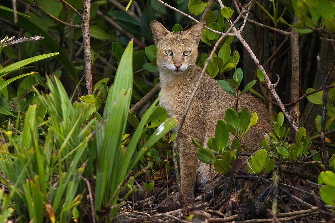 Jungle Whispers