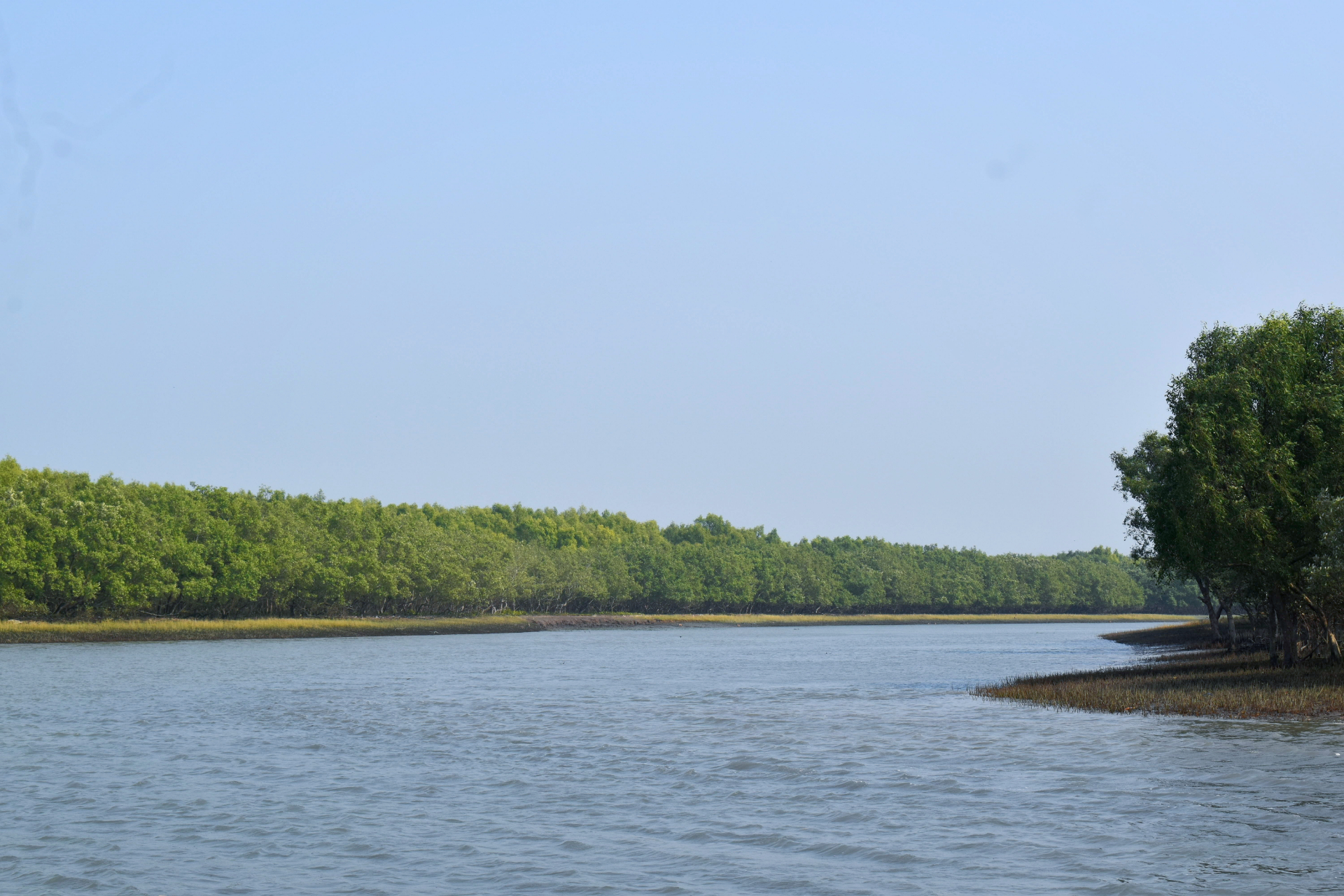 Mangrove Majesty